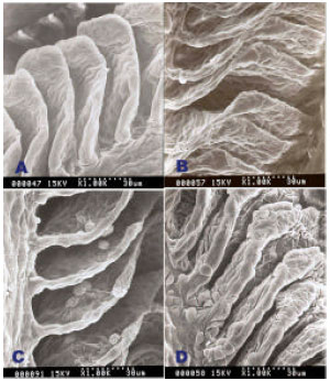 Image for - The Effect of Ascorbic Acid on Cadmium Exposure in the Gills of Puntius altus

