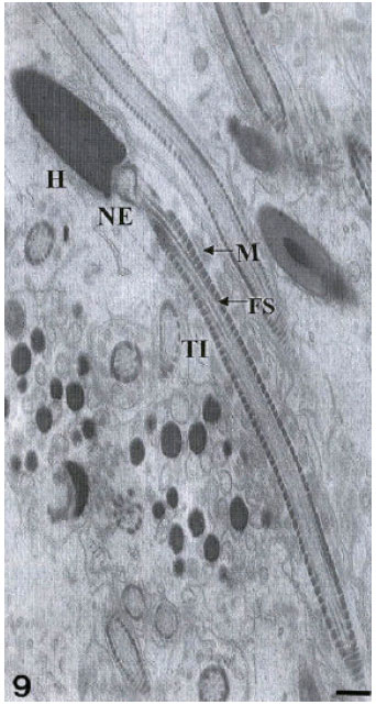 Image for - Fine Structure of the Epididymal Sperm of the Snake Eryx jayakari (Squamata, Reptilia)