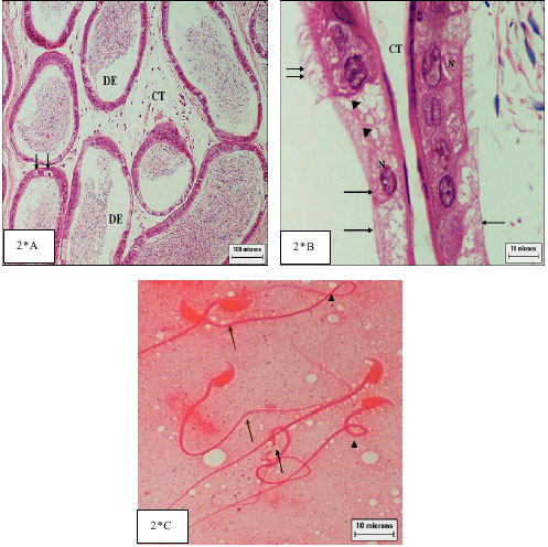 Image for - Reproductive System Toxicity in Male Swiss Mice under Supplementation of Camcolit