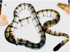 Image for - Current Status of Marine Snakes from Jaffna Peninsula, Sri Lanka with Description of Hitherto Unrecorded Hydrophis fasciatus fasciatus (Schneider, 1799)