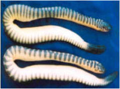 Image for - Current Status of Marine Snakes from Jaffna Peninsula, Sri Lanka with Description of Hitherto Unrecorded Hydrophis fasciatus fasciatus (Schneider, 1799)