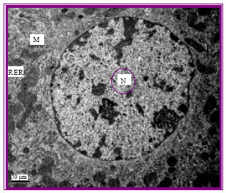Image for - Detection of Apoptotsis Induced by Gentamicin in Rat Hepatocytes