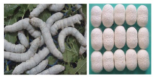 Image for - Genetic Manifestation of Hybrid Vigor in Cross Breeds of Mulberry Silkworm, Bombyx mori L.