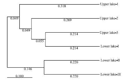 Image for - Genetic Diversity Between Two Populations of Heteropneustes fossilis (Bloch) Using RAPD Profile