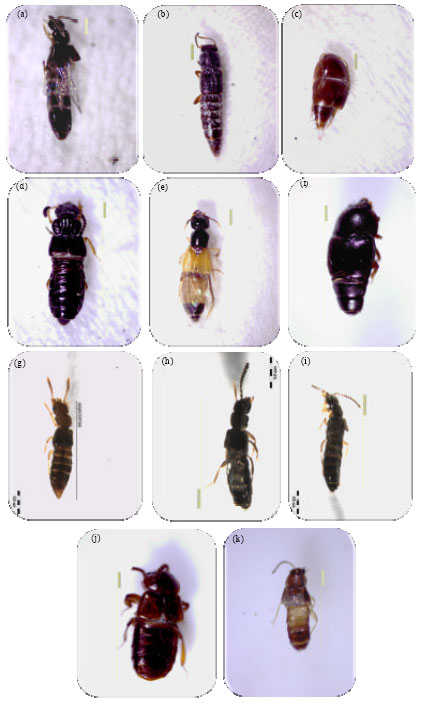 Image for - Rove Beetles (Coleoptera: Staphylinidae) of Lanjak Entimau, Sarawak, East Malaysia