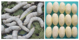 Image for - Genetic Manifestation of Hybrid Vigor in Cross Breeds of Mulberry Silkworm, Bombyx mori L.