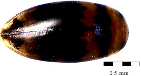 Image for - Diversity and New Records of Coleopteran Water Beetles (Dyctiscidae,  Hydrophilidae) in Kenyir Water Catchment of Terengganu, Malaysia