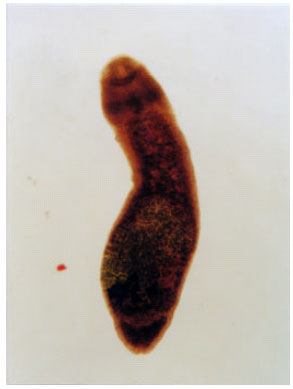 Image for - A Study About Biacetabulum appendiculatum Szidat, 1937  (Cestoda: Caryophllaeidea) on Barbus plebejus escherichi Steindachner, 1864