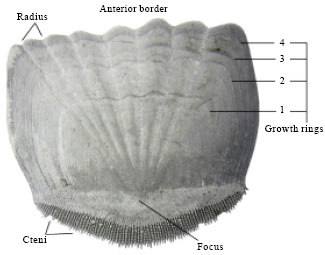 Image for - Age Determination of Microlepidotus brevipinnis (Steindachner, 1869) (Pisces: Haemulidae) in the Coast of Jalisco, Mexico, by Reading Otoliths and Scales