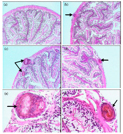 Image for - Hematological, Biochemical and Histopathological Studies on Marsh Frog, Rana ridibunda, Naturally Infected with Waltonella duboisi