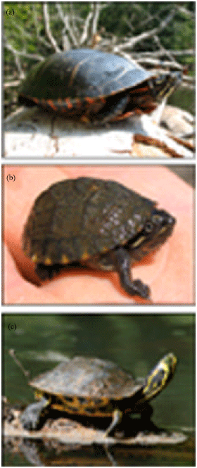 Image for - Prevalence of Haemogregarine Parasites in Three Freshwater Turtle Species in a Population in Northeast Georgia, USA