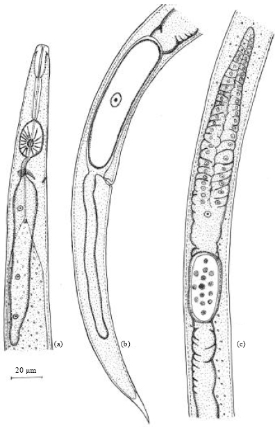Image for - First Report of Ektaphelenchoides compsi Baujard, 1984 (Nematoda: Aphelenchoididae) from Iran