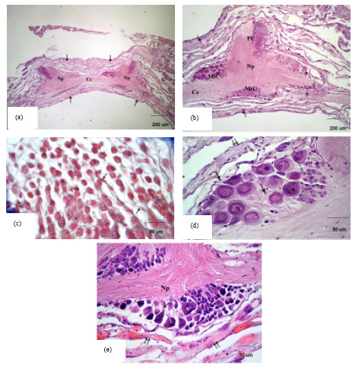 Image for - Neuropathological Effect of Tributyltin on the Cerebral Ganglia of the Land Snail, Eobania vermiculata