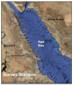 Image for - Abundance and Ecological Observations of the Black-Lip Pearl oyster, Pinctada margaritifera (L.) (Bivalvia: Pteriidae), in Red Sea Egyptian Waters