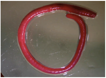 Image for - Annelida, Oligochaeta, Megascolecidae, Pontodrilus litoralis (Grupe, 1985): First Record from Pondicherry Mangroves, Southeast Coast of India