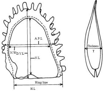 Image for - Measures of Allometric Growth of Black-lip Pearl Oyster Pinctada margaritifera (Linnaeus, 1758) Red Sea, Egypt