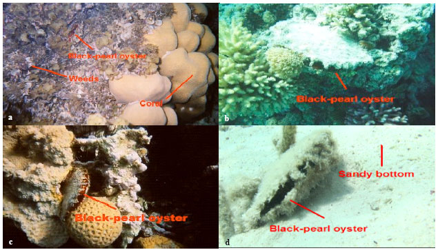 Image for - Abundance and Ecological Observations of the Black-Lip Pearl oyster, Pinctada margaritifera (L.) (Bivalvia: Pteriidae), in Red Sea Egyptian Waters