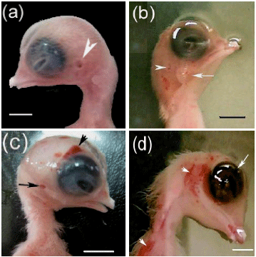 Image for - Endosulfan Impacts on the Developing Chick Embryos: Morphological, Morphometric and Skeletal Changes