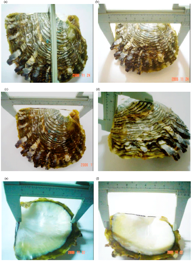 Image for - Measures of Allometric Growth of Black-lip Pearl Oyster Pinctada margaritifera (Linnaeus, 1758) Red Sea, Egypt