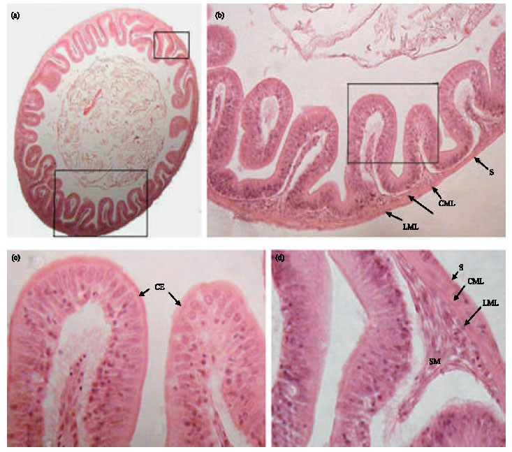 Image for - Lead Acetate-induced Histopathological Changes in the Gills and Digestive System of Silver Sailfin Molly (Poecilia latipinna)