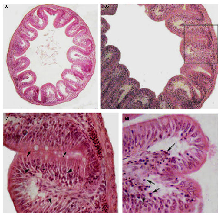 Image for - Lead Acetate-induced Histopathological Changes in the Gills and Digestive System of Silver Sailfin Molly (Poecilia latipinna)