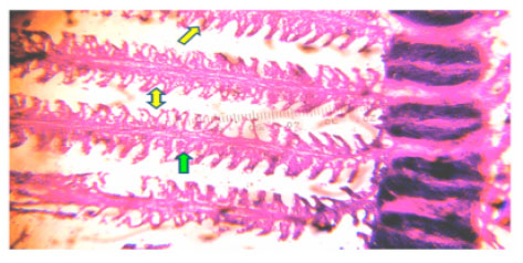 Image for - Effect of Cadmium Chloride on Histopathological Changes in the Freshwater Fish Ophiocephalus striatus (Channa)