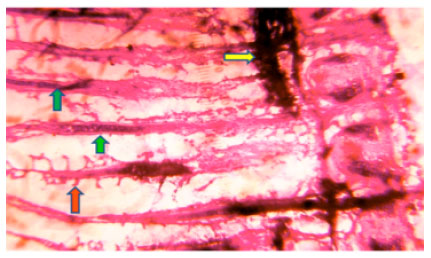 Image for - Effect of Cadmium Chloride on Histopathological Changes in the Freshwater Fish Ophiocephalus striatus (Channa)