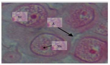 Image for - Mercuric Chloride Induced Neuropathology and Physiological Responses in Slug Semperula maculata