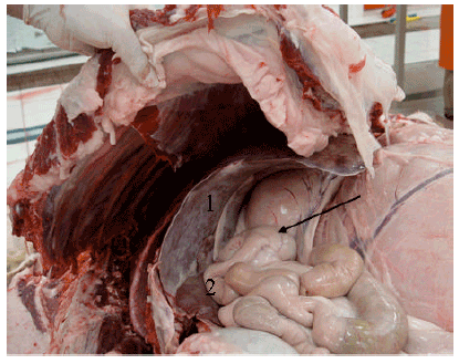 Image for - Gross Anatomical Studies on Duodenum of one Humped Camel (Camelus dromedarius)