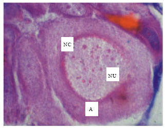Image for - Mercuric Chloride Induced Neuropathology and Physiological Responses in Slug Semperula maculata