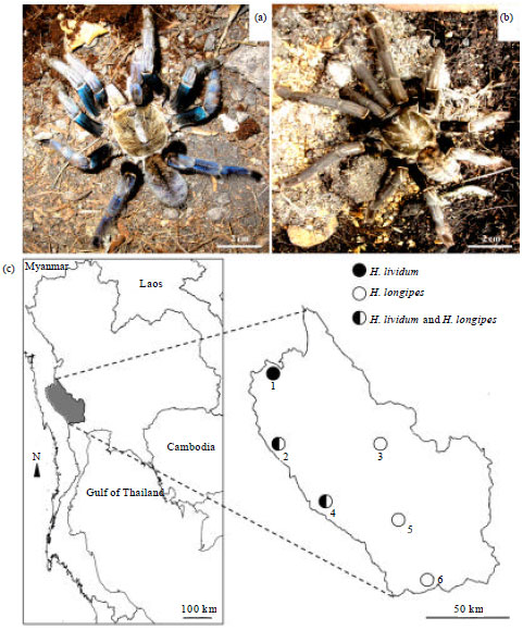Image for - Phylogenetic Relationships of Two Earth Tiger Tarantulas, Haplopelma  lividum and H. longipes (Araneae, Theraphosidae), within the Infraorder  Mygalomorph Using 28S Ribosomal DNA Sequences
