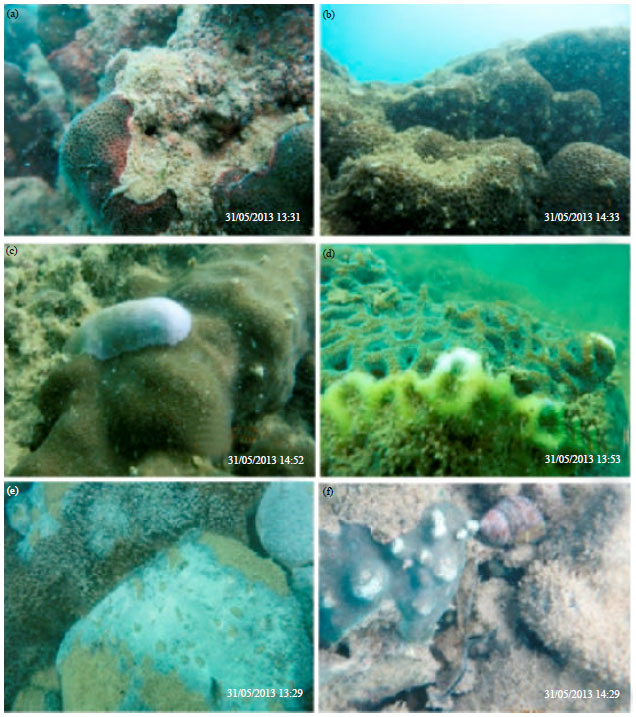 Image for - An Early Evaluation of Coral Disease Prevalence on Panjang Island, Java  Sea, Indonesia