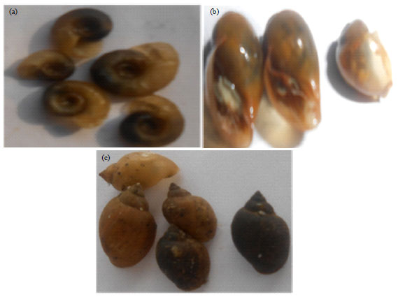 Image for - Shell Morphology of Three Medical Important Tropical Freshwater Pulmonate Snails from Five Sites in South-Western Nigeria