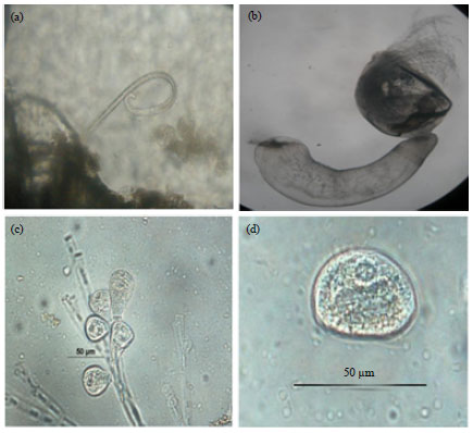 Image for - Investigation of Parasites and Ecto-Symbiont in Wild Mud Crab, Genus Scylla from Terengganu Coastal Water, Malaysia: Prevalence and Mean Intensity