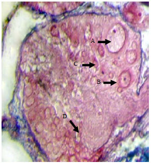 Image for - Histology and Cytochemistry of the Neurosecretory Cells (NSC) of the Freshwater Snail Lymnaea luteola (Lamarck) Mollusca: Gastropoda