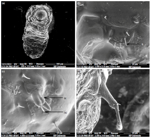 Image for - SEM Description and Life History Traits of Indian Biotype of Acanthoscelides  macrophthalmus (Schaeffer) (Coleoptera: Bruchidae)