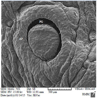 Image for - Fine Structure of Lingual Papillae in the Markhoz Goat (Iranian Angora): A Scanning Electron Microscopic Study
