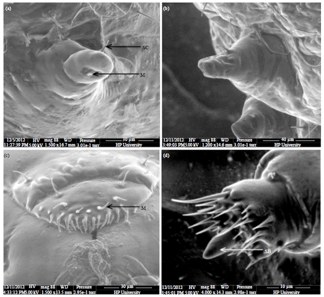 Image for - SEM Description and Life History Traits of Indian Biotype of Acanthoscelides  macrophthalmus (Schaeffer) (Coleoptera: Bruchidae)