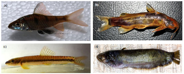 Image for - Study of Endemic and Threatened Fish Species Diversity and its Assemblage Structure from Northern Western Ghats, Maharashtra, India