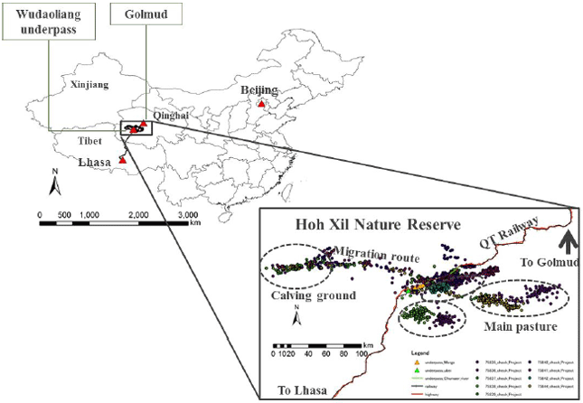 Image for - Seasonal Migration and Home Ranges of Tibetan Antelopes (Pantholops hodgsonii) Based on Satellite Tracking