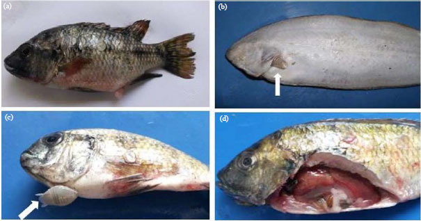 Image for - Health Status and Genotoxic Effects of Metal Pollution in Tilapia zillii and Solea vulgaris from Polluted Aquatic Habitats