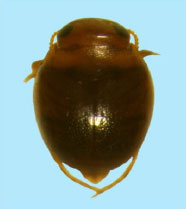 Image for - Aquatic Coleopteran (Family: Dytiscidae) Diversity of South Coastal Odisha, India