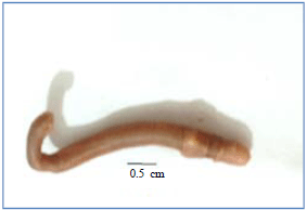 Image for - Earthworm Species Identified in the Region of Tebessa (Eastern Algeria)