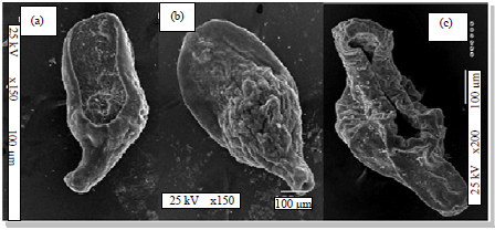 Image for - In vitro and In vivo Effects of Carica papaya Seed Extract on the Ultrastructure of the Tegument of Prohemistomum vivax (Sonsino, 1892) (Trematoda: Prohemistomatidae)