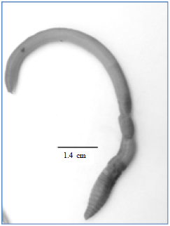 Image for - Earthworm Species Identified in the Region of Tebessa (Eastern Algeria)