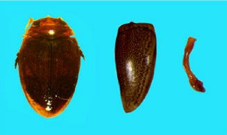 Image for - Aquatic Coleopteran (Family: Dytiscidae) Diversity of South Coastal Odisha, India