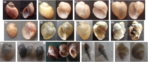 Image for - Survey of Freshwater Snails on Three Parts of Jakara Dam,Kano State, Nigeria