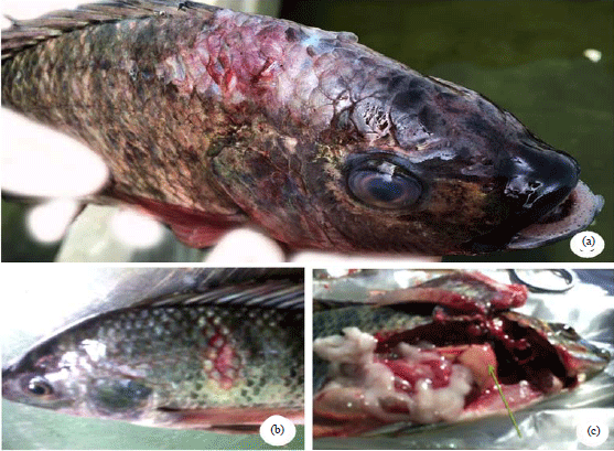 Image for - Detection and Molecular Characterization of Some Bacteria Causing Skin Ulceration in Cultured Nile Tilapia (Oreochromis niloticus) in Kafr El-Sheikh Governorate