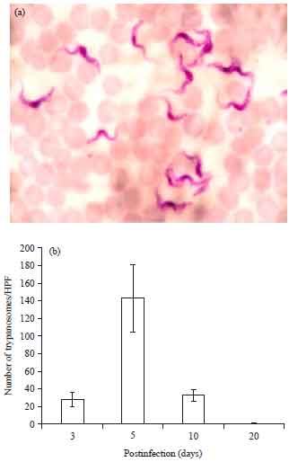 Image for - Roles of Inducible Nitric Oxide Synthase and Interleukin-17 in Mice Experimentally Infected with Trypanosoma evansi