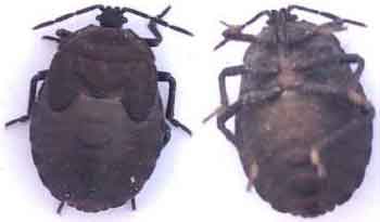 Image for - Assessment of Effectiveness of the Imidacloprid and Azadirachtin on the Black Watermelon Bug